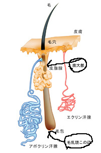 どんな機械でやっても脱毛は痛いんじゃ～(｡＞0＜｡)　だ・か・ら①