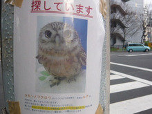 迷いフクロウ