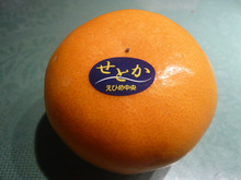 今までで一番おいしい？みかん“せとか”