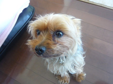実家の犬（ハッピー）を激写
