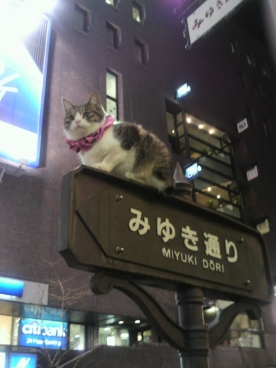 こっこのネコがかわいすぎます(≧∇≦)