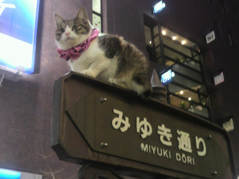 銀座のかわいすぎる猫　その前？