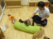 ねこ様に癒される:*:・(￣∀￣)・:*: