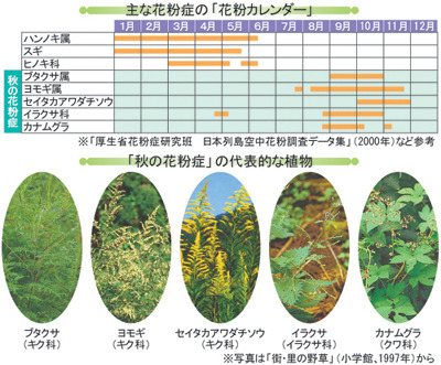 秋の花粉症か・・・