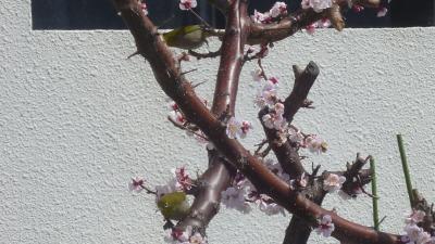 春の始まりのジョギング