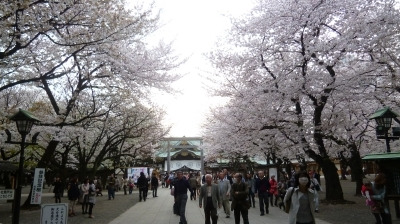 今年も靖国神社と千鳥ヶ淵の桜を見てきました。