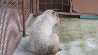 那須サファリパークで野生に帰る。2　ふれあい広場