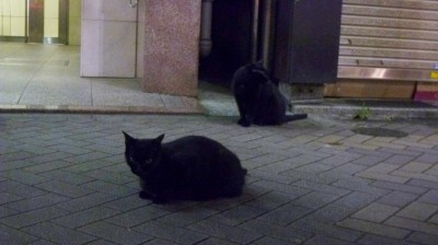 銀座の黒猫×2