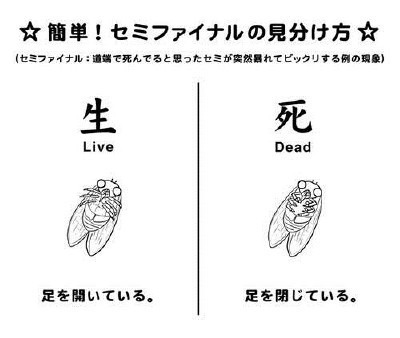 セミ・ファイナル