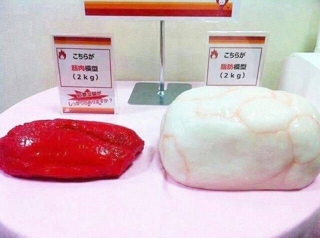 どこかで拾った脂肪と筋肉の比較模型
