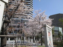 桜の花は