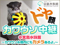 コツメカワウソ～