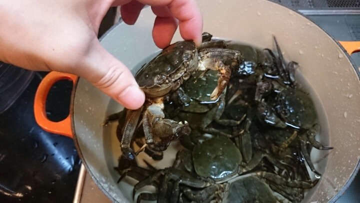 モクズガニ天国？
