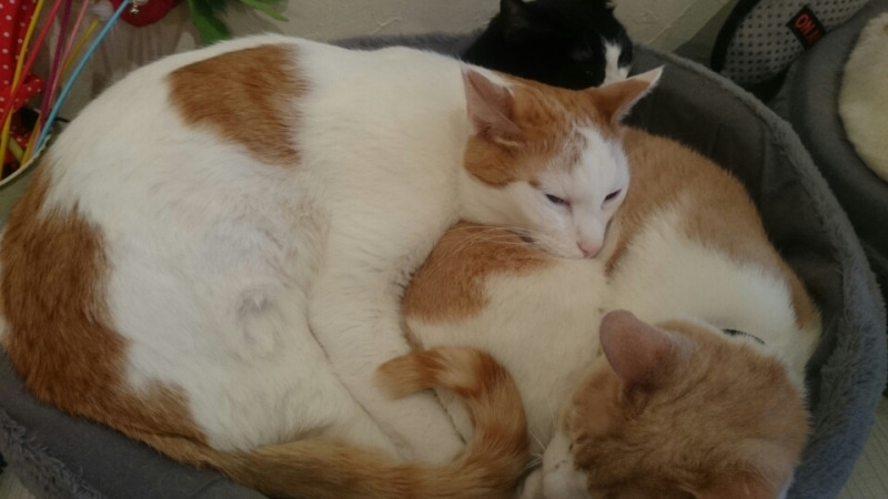 深刻な猫不足につき