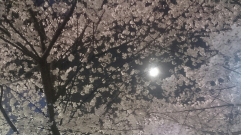 今年も桜を
