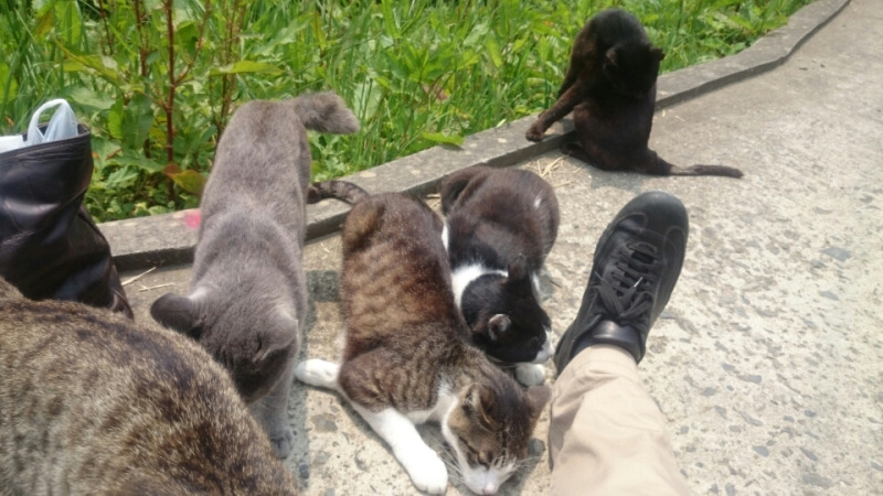 田代島 で猫にモテまくる(///∇///)