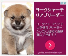 ヨークシャーテリア！！