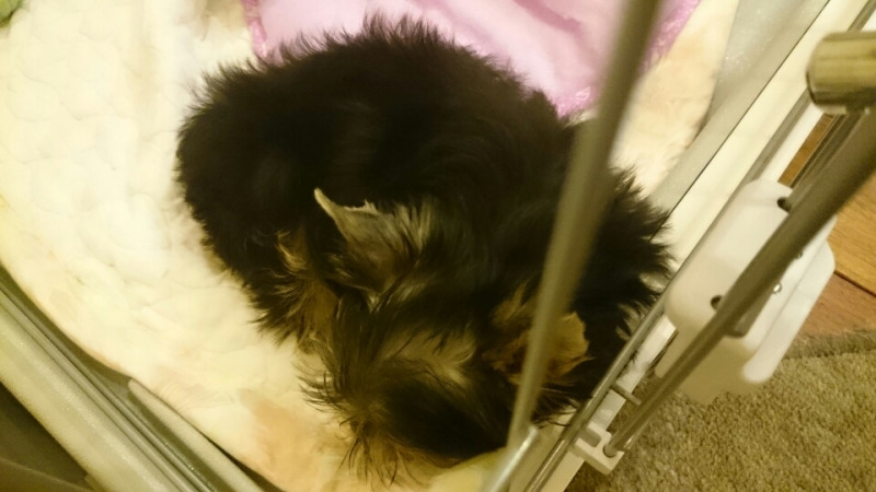 つばさ に決まりました( ^-^)ノ∠※。.:*:・’°☆