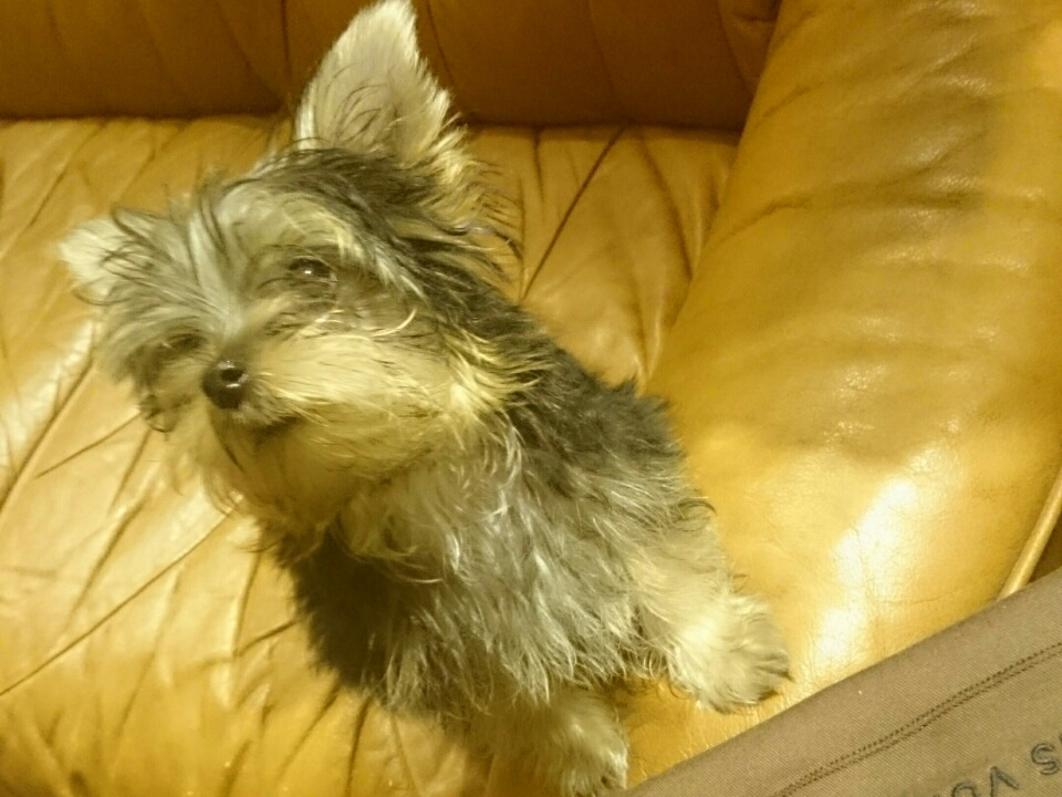 仔犬はカワイイねー(*´ω｀*)