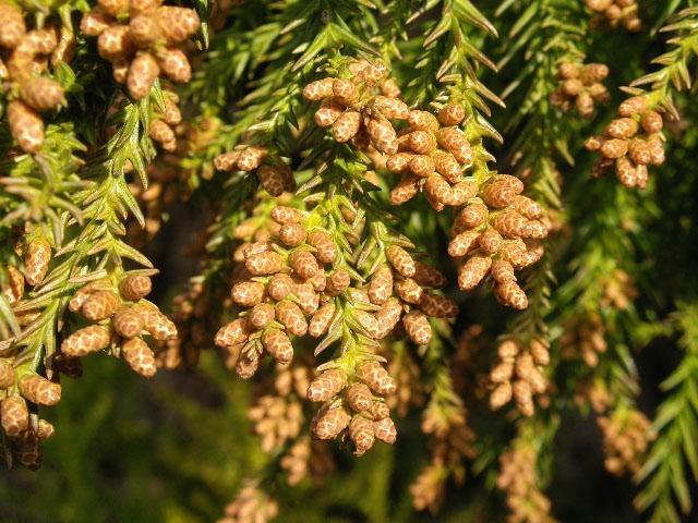 花粉症に効果抜群のステロイド注射（ケナコルトA筋肉注射）1から2ヶ月持続