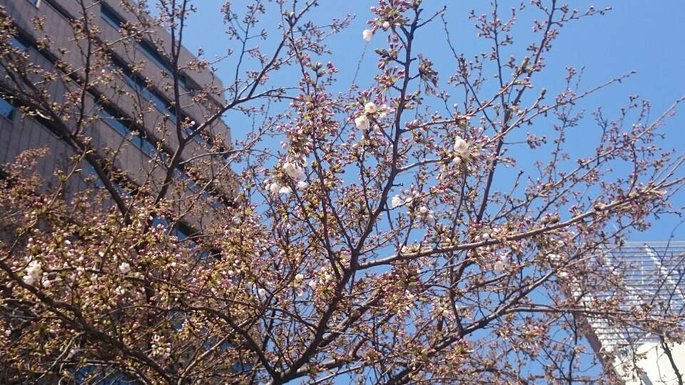 桜咲き始め