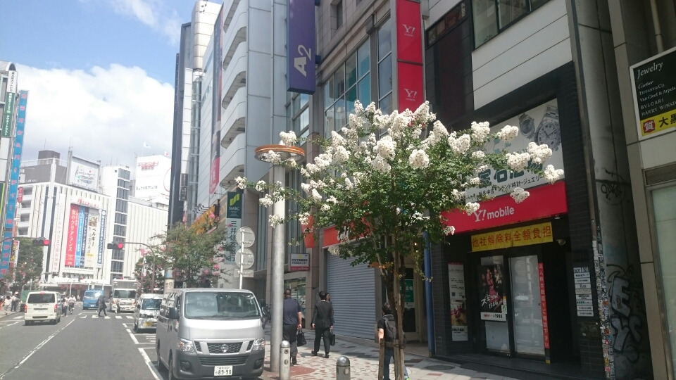 朝の渋谷  美しいサルスベリ