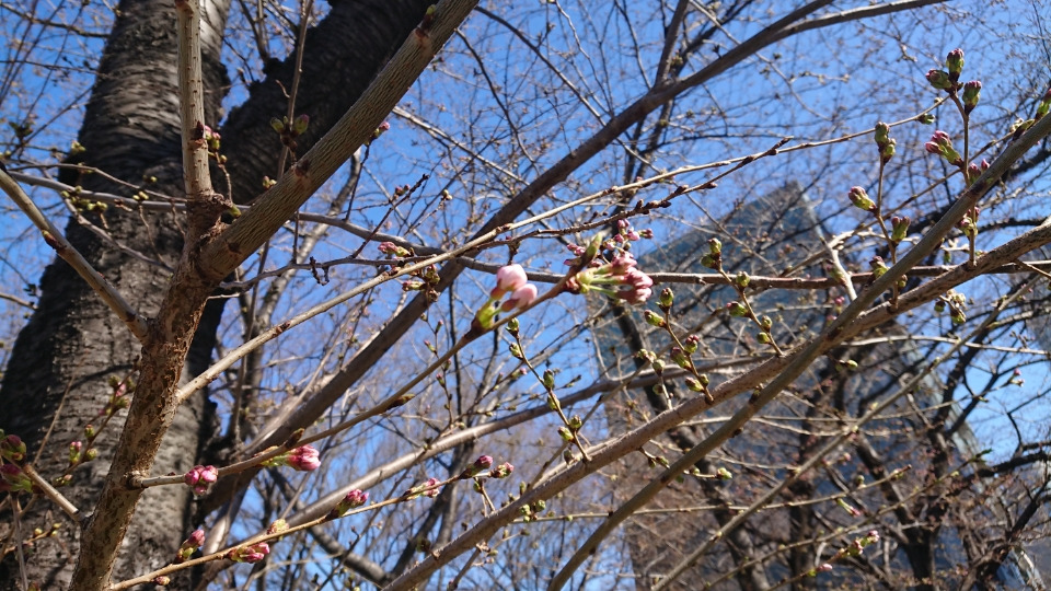 桜が咲きそう(*´ω｀*)