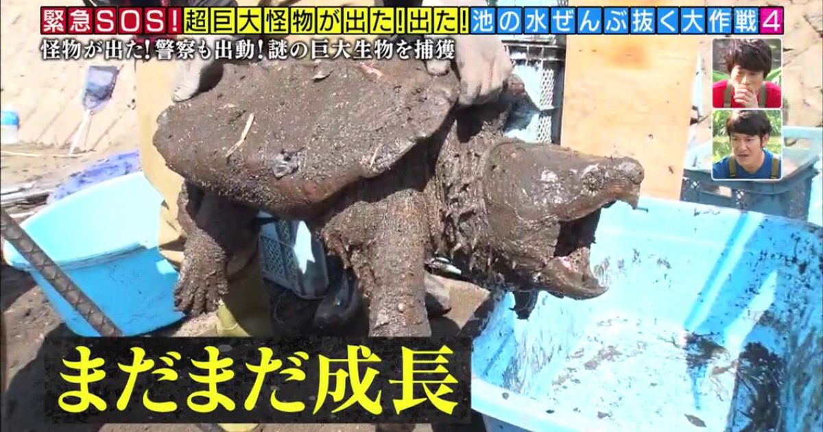 だがちょっとまってほしい。”池の水を全部抜く”ってそれで良いのだろうか（　@∀@）