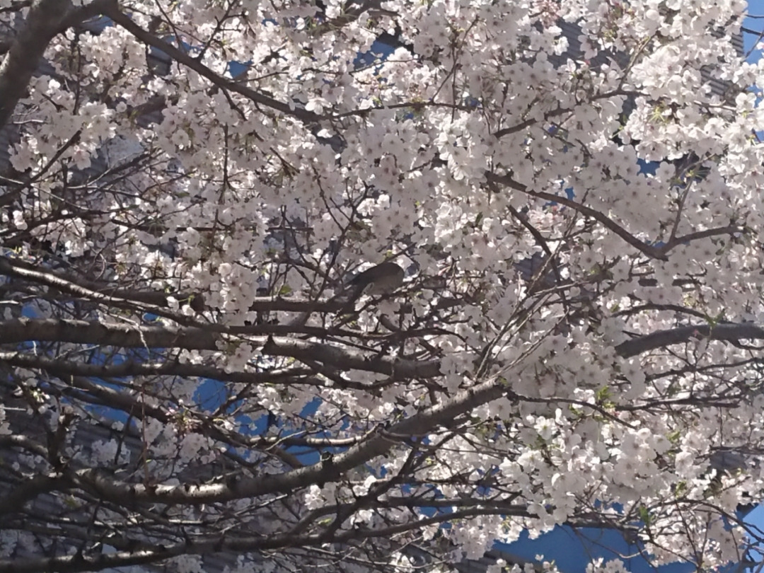 桜