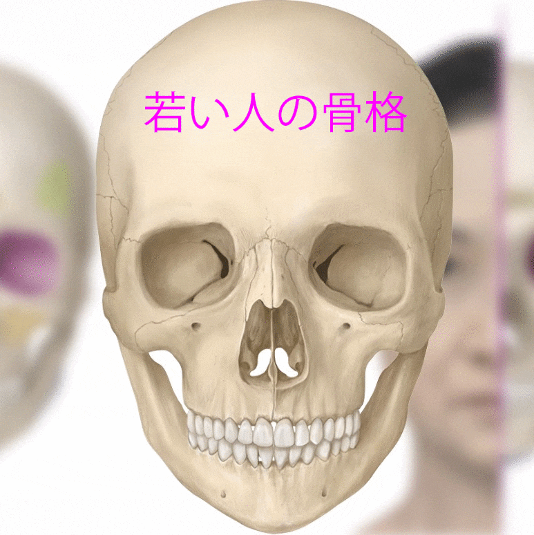 加齢とともに目周りの骨も痩せていきます