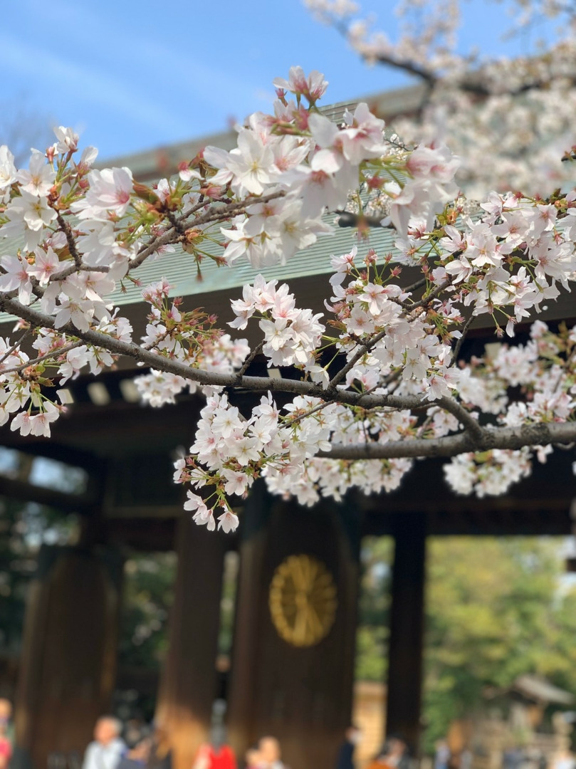 靖国神社の桜