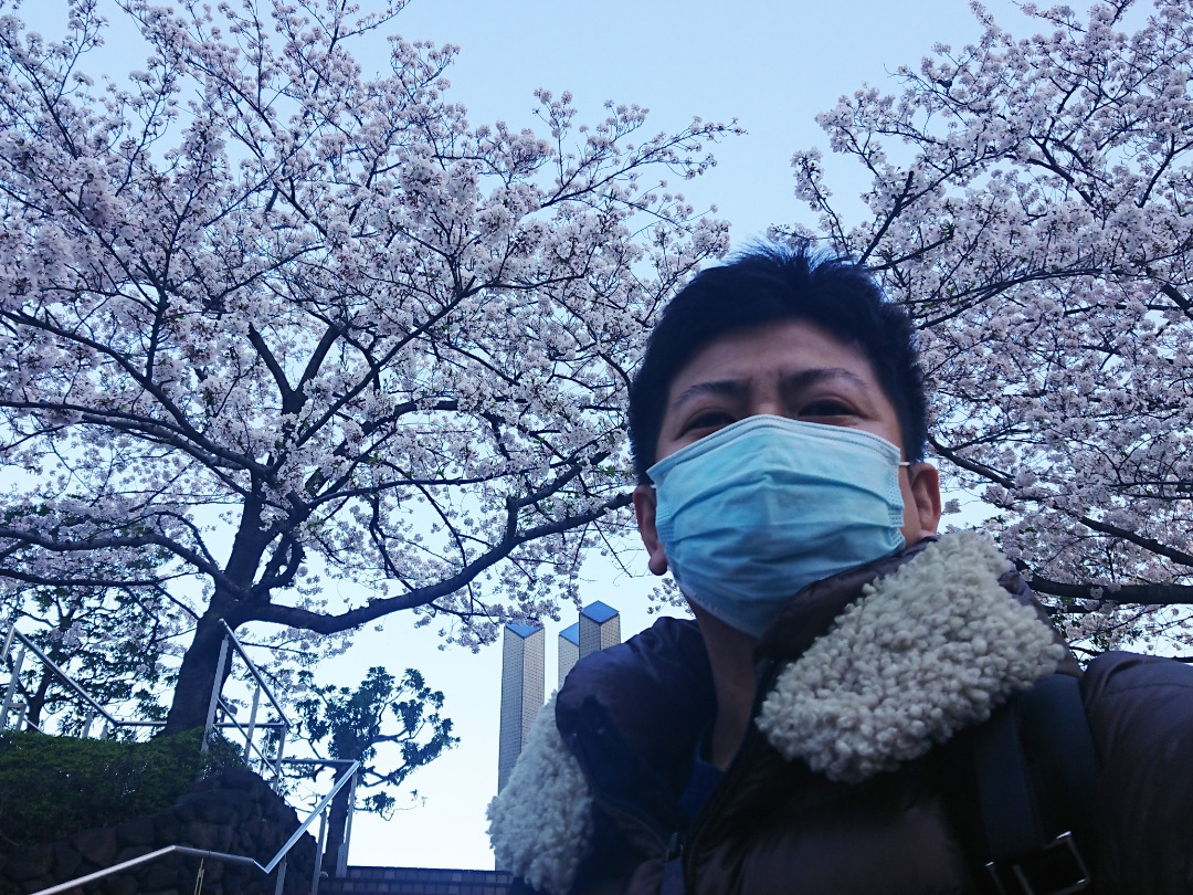 サクラ満開