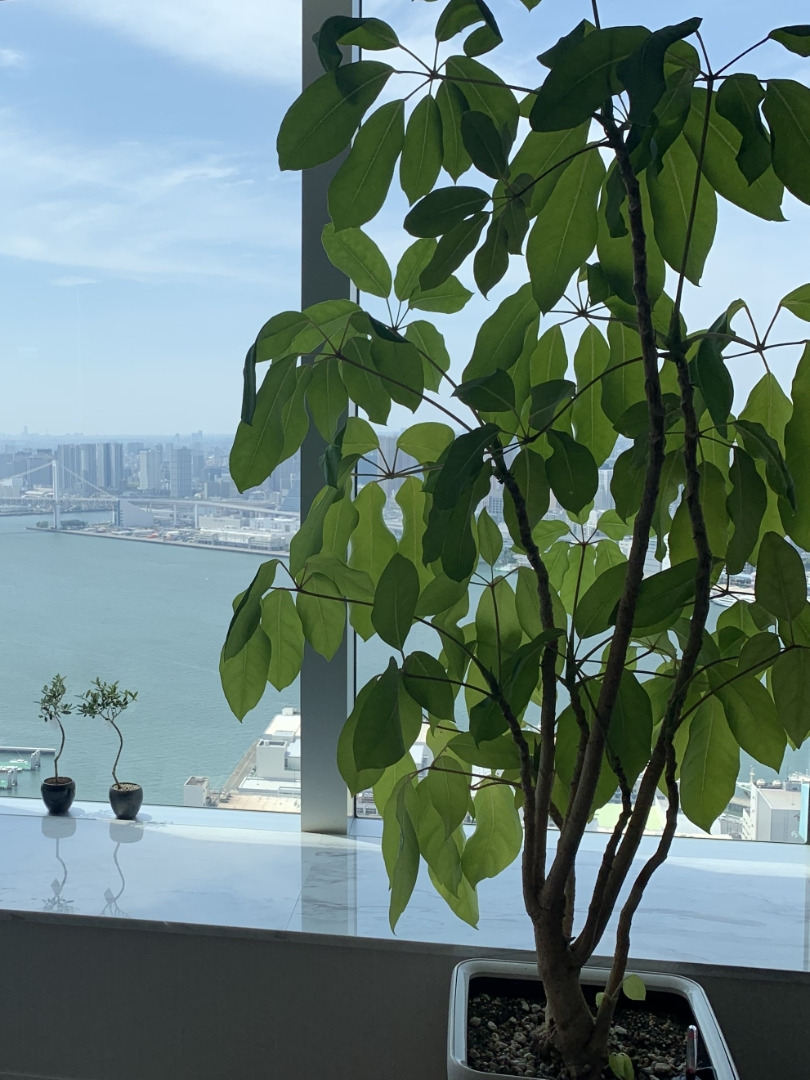 大きな鉢植え（レチューザ）の土の入れ替え