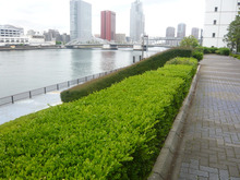 シンシア～Sincerely Yours　銀座の美容外科・美容皮膚科