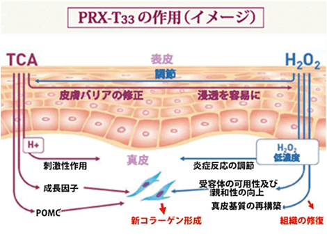 図：PRX-T33の作用（イメージ）